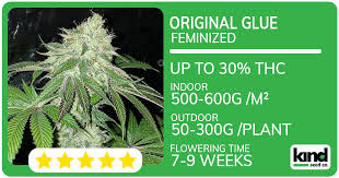 Discovering Quality and Affordable Options for Cheap Cannabis Seeds Discovering Quality and Affordable Options for Cheap Cannabis Seeds